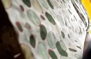 Esposas amateur pelicula xxx latino